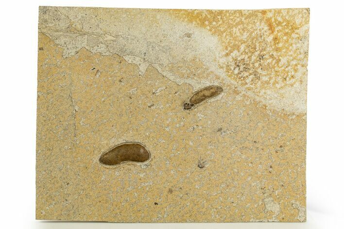 Shale With Two, Large Coprolites (Fossil Poop) - Wyoming #327972